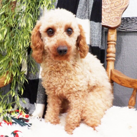 Poodle