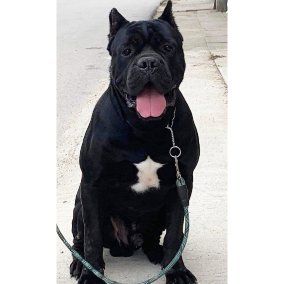 Cane Corso