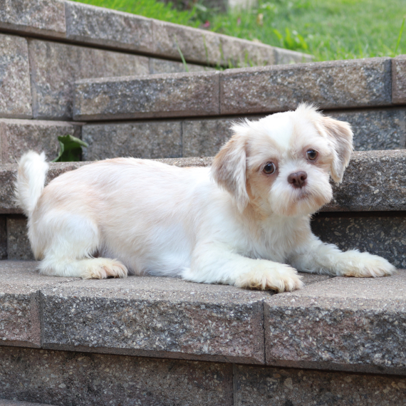 Full Grown Maltese Shih Tzu Poodle Mix Maltese Shih Tzu Cross