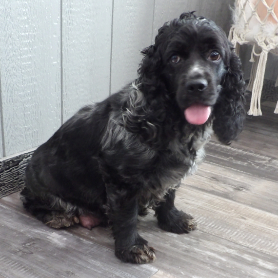 Cocker Spaniel