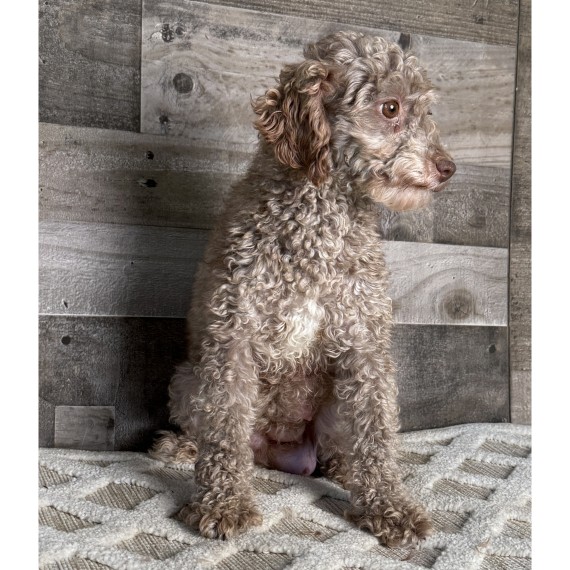 Poodle