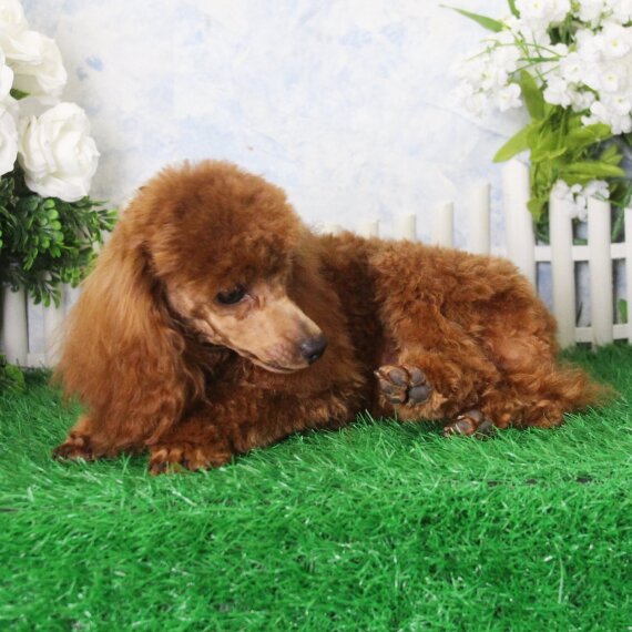 Poodle