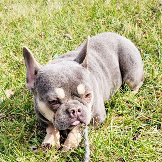 French Bulldog
