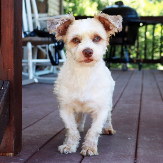 Havanese