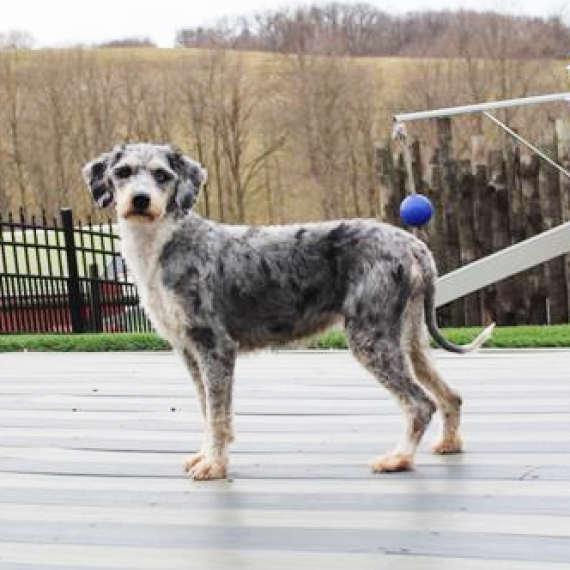 Bernedoodle