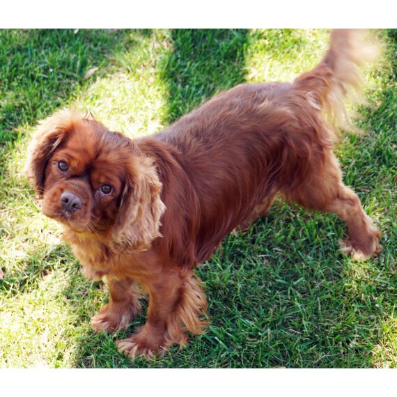 Cavalier King Charles Spaniel