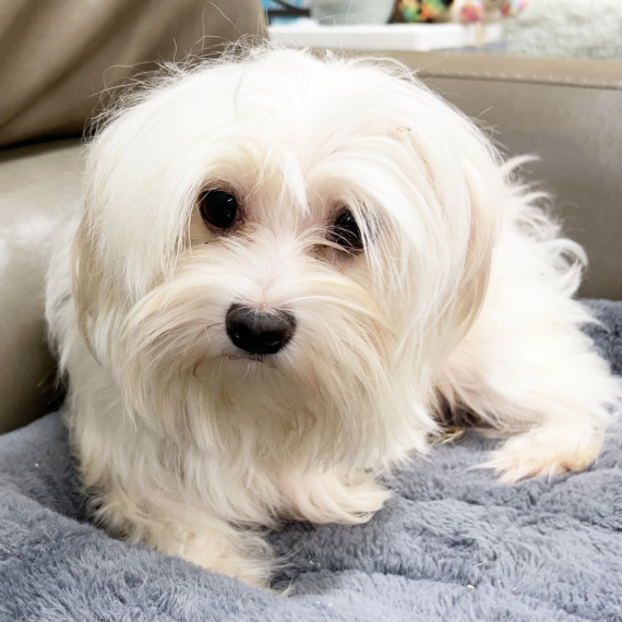 Maltese