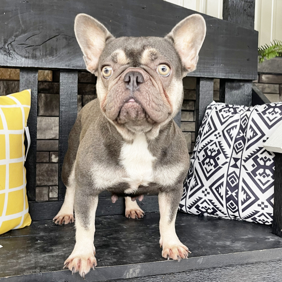 French Bulldog