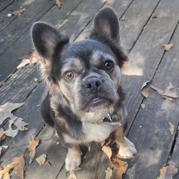 French Bulldog