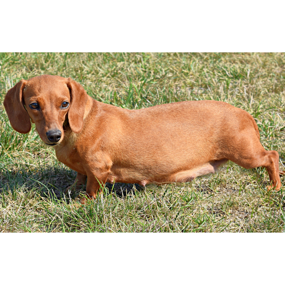 Dachshund
