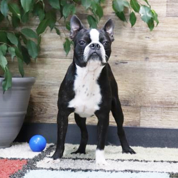 Boston Terrier