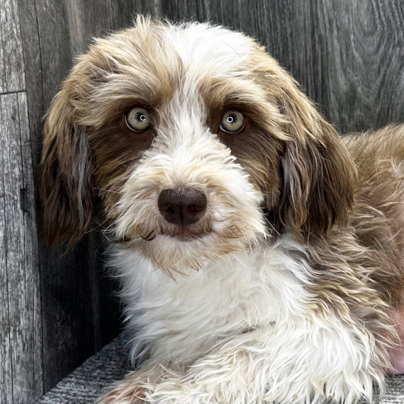 Havanese