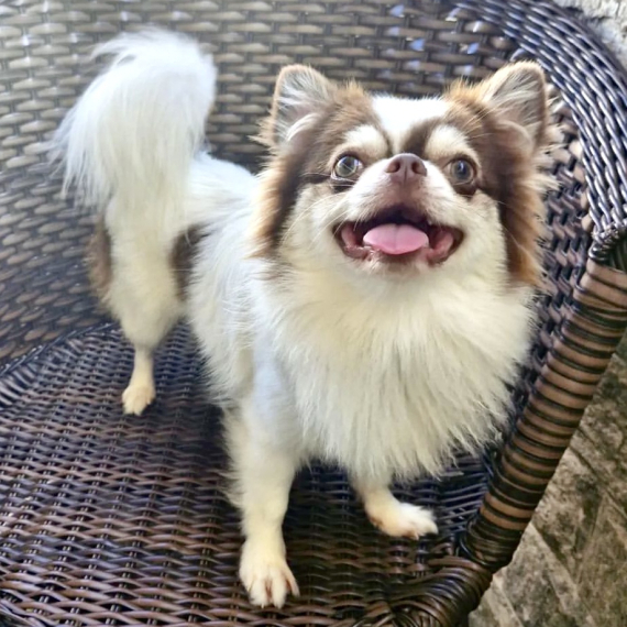 Chihuahua