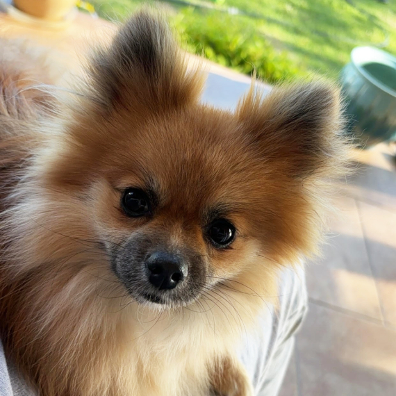 Pomeranian