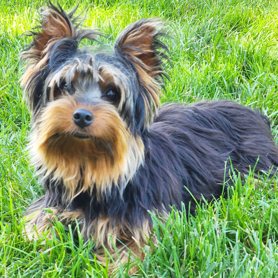 Yorkshire Terrier