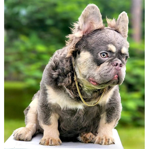 French Bulldog