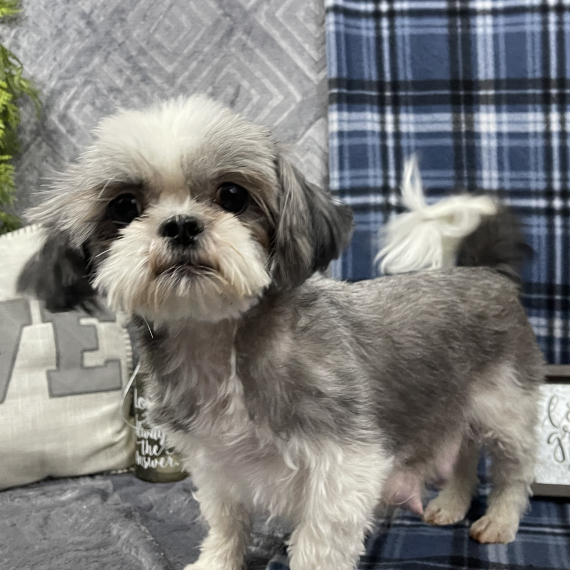 Shih Tzu