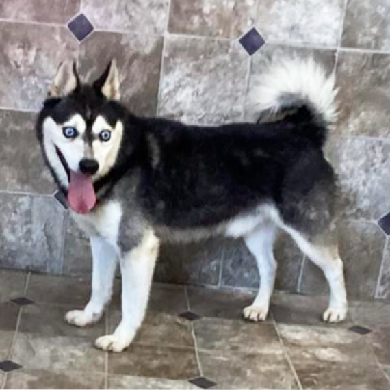 Alaskan Klee Kai