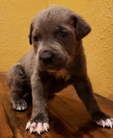 Fred Cane Corso Puppy 598109 Puppyspot Fred Cane Corso Puppy 598109 Puppyspot
