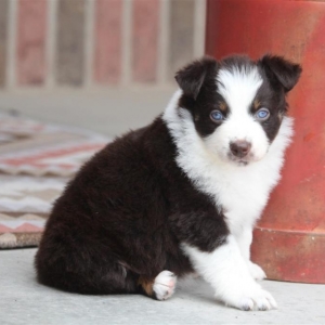 Dark Red Tri Australian Shepherd 2025