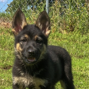 the largest german shepherd