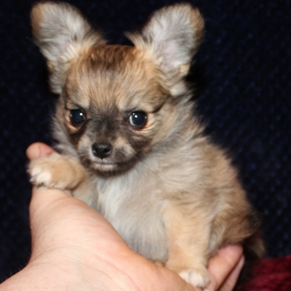 best looking chihuahua