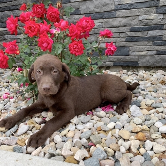 a Chocolate Female Labrador Retriever Puppy 598539 PuppySpot