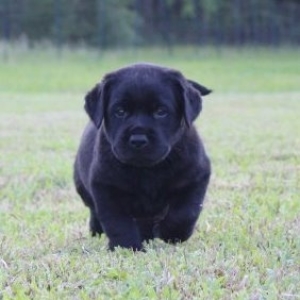 all black lab puppy