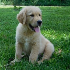 Prince A Golden Male Golden Retriever Puppy 599099 Puppyspot