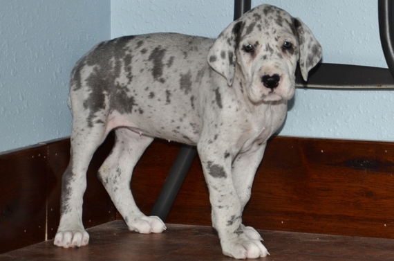 Hollie A Blue Merle Female Great Dane Puppy 600079 Puppyspot