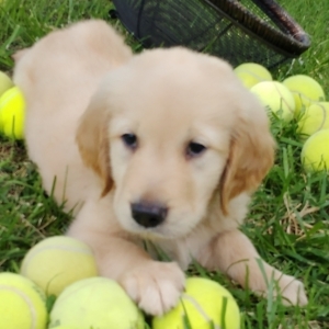 Harvey Golden Retriever Puppy Puppyspot