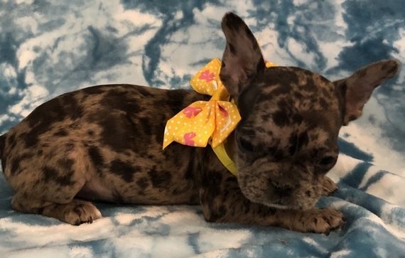 leopard french bulldog