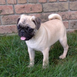 Cooper Pug Puppy 601939 Puppyspot Cooper Pug Puppy 601939 Puppyspot