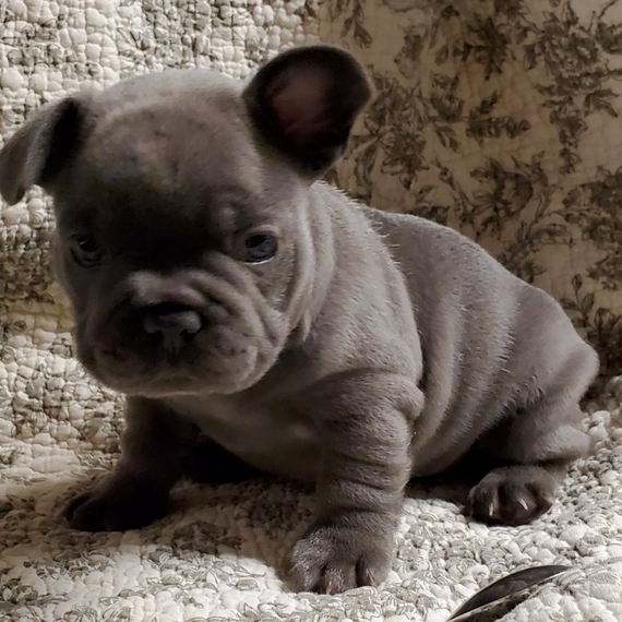 slim french bulldog