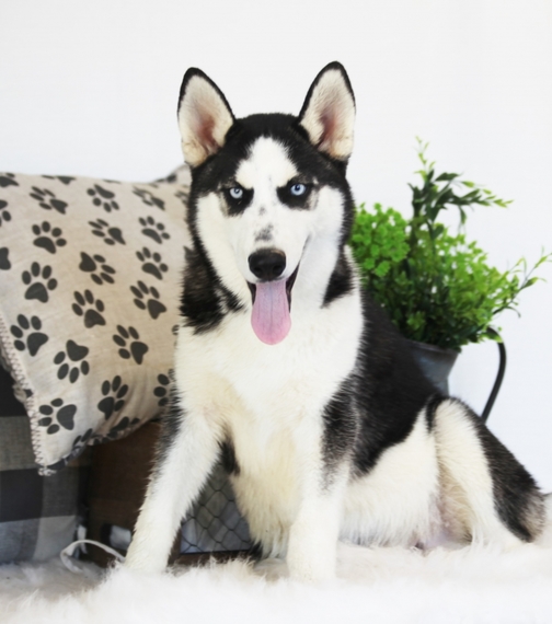 Hutch, a Black Gray & White Male Siberian Husky Puppy 602979 PuppySpot