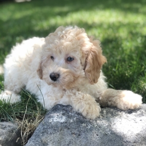 golden aussiedoodle puppies