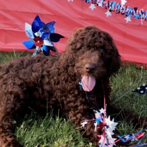 Labradoodle Puppy Priscilla