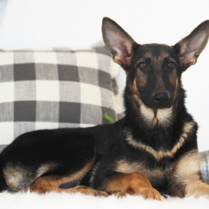 Emily German Shepherd Dog Puppy Puppyspot