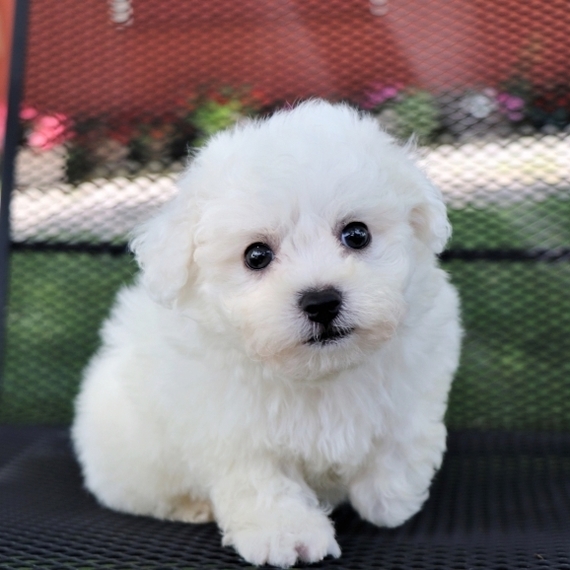 bichon puppy love