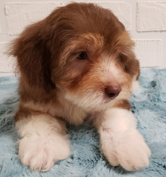 Missie Aussiedoodle Puppy 606099 | PuppySpot