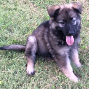 purple german shepherd