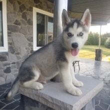 Joe Siberian Husky Puppy 608719 Puppyspot