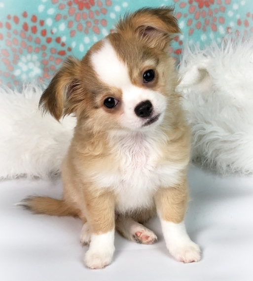 Tucker Chihuahua Puppy 609719 Puppyspot