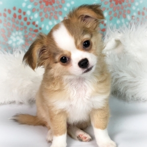 Tucker Chihuahua Puppy 609719 Puppyspot