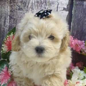 maltipoo akc