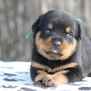 necklace collar for dogs