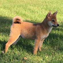 Grady Shiba Inu Puppy