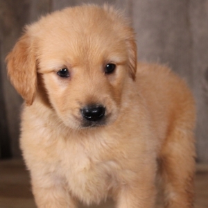 Piper A Golden Female Golden Retriever Puppy 612119 Puppyspot