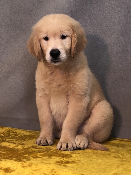 Samuel A Golden Male Golden Retriever Puppy 612829 Puppyspot