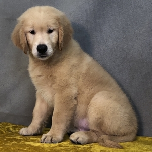 Samuel A Golden Male Golden Retriever Puppy 612829 Puppyspot